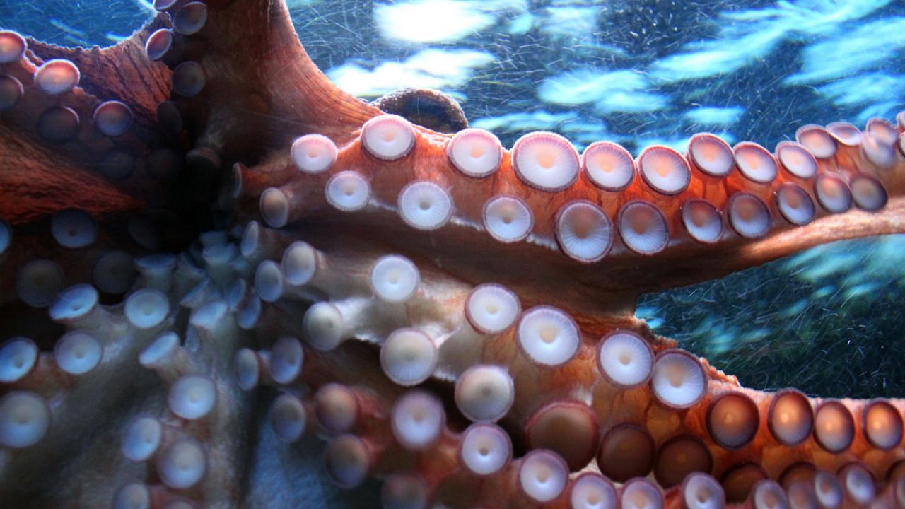 octopus-250101_1920